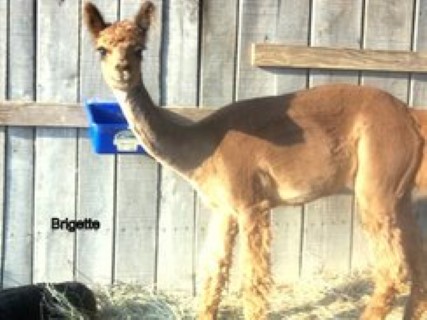 Alpaca For Sale - La Bridget at Circle C Alpacas